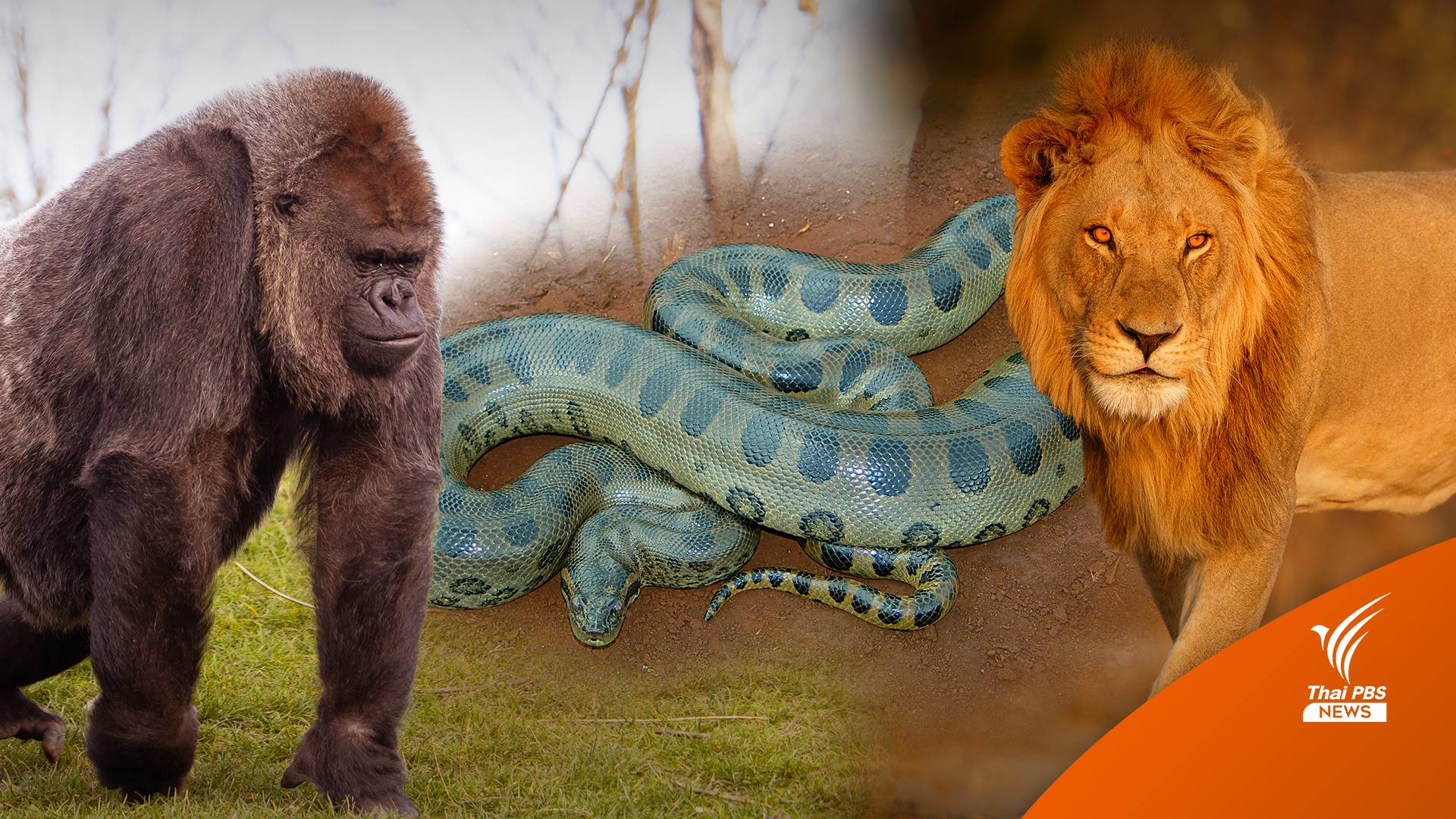 ขีดเส้น 16 มี.ค. แจ้งครอบครองสัตว์ป่าควบคุม 10 ชนิดแรก "สิงโต-กอริลล่า-อนาคอนดา"