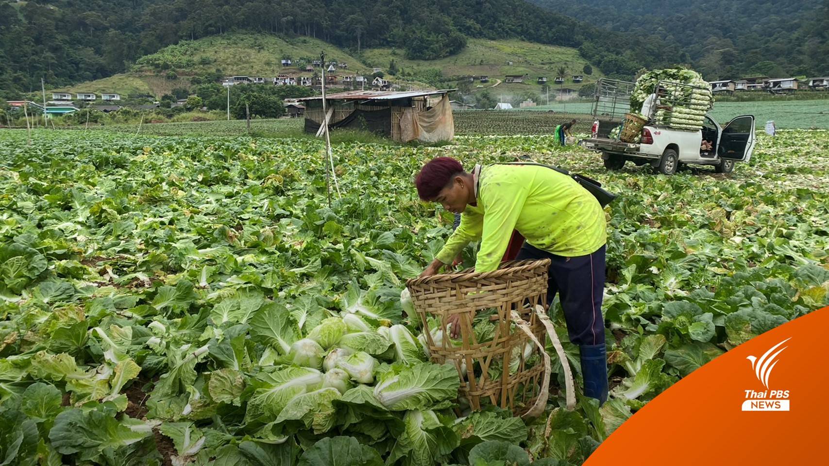 ผักราคาถูกชาวบ้านเดือดร้อน จ.เชียงใหม่