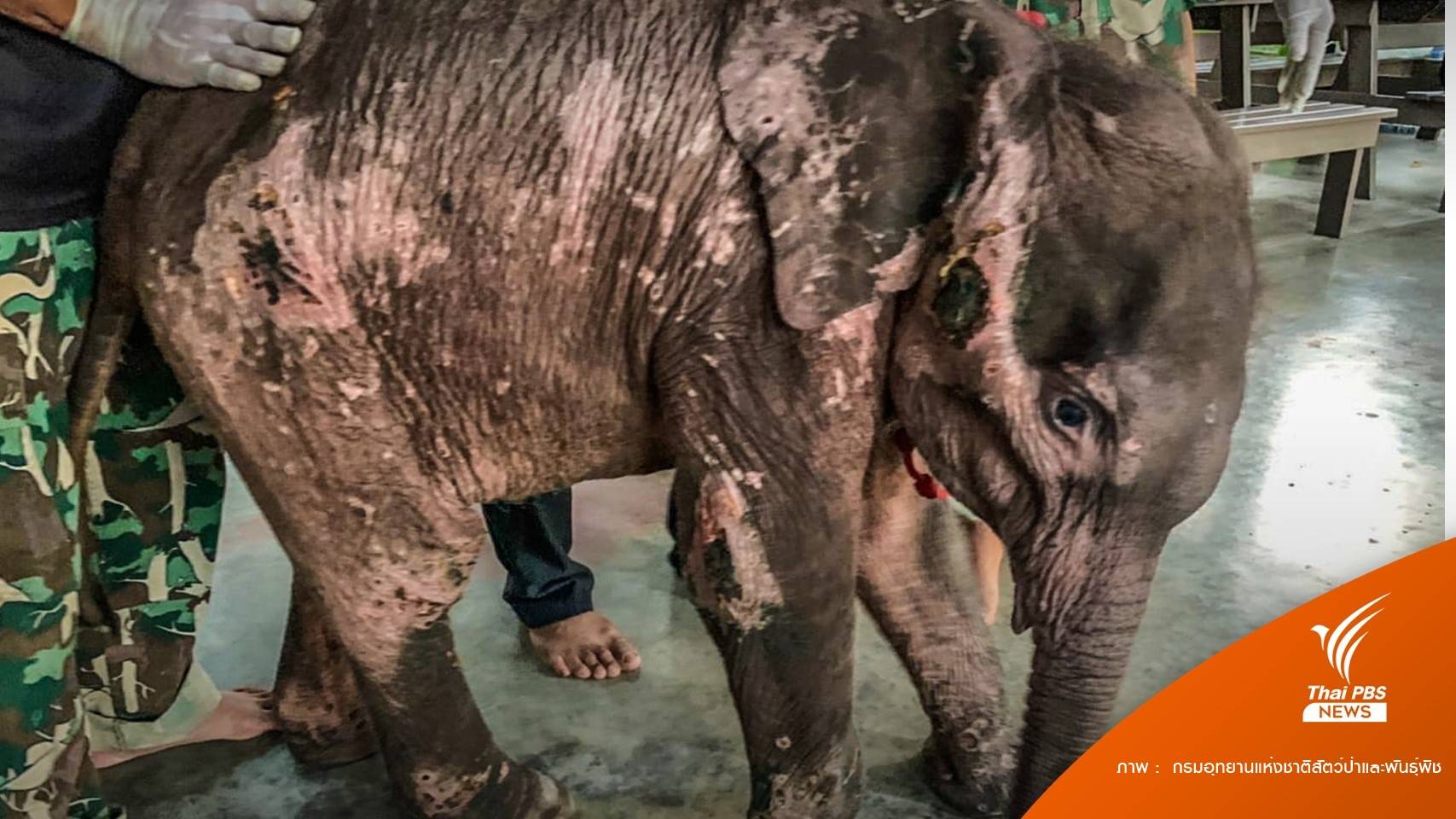เปิดภาพลูกช้าง "ธันวา" บาดแผลถลอก บอบช้ำ-ห่วงเสี่ยงไตวาย