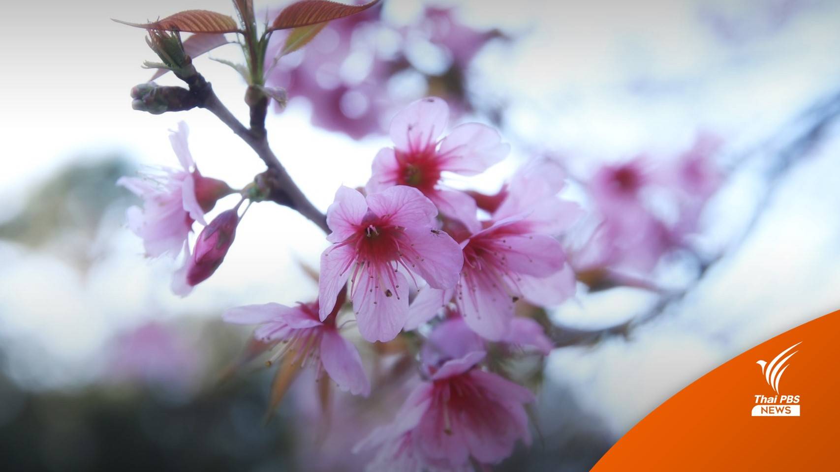 เที่ยวภูลมโล ดูดอกพญาเสือโคร่ง - เดินตลาดนัดเด็กดอย