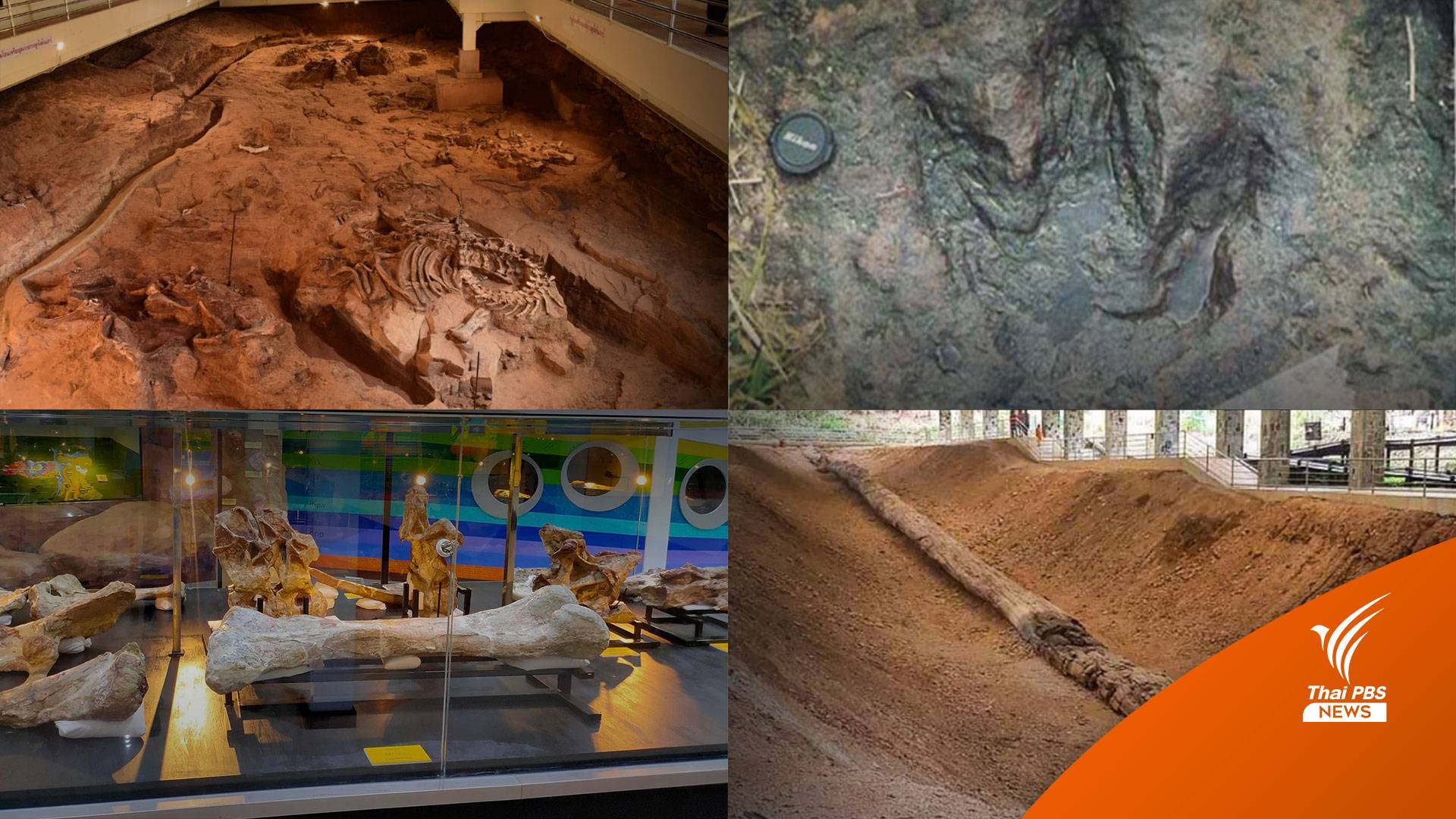 รู้จัก 21 แหล่งซากดึกดำบรรพ์ของไทย