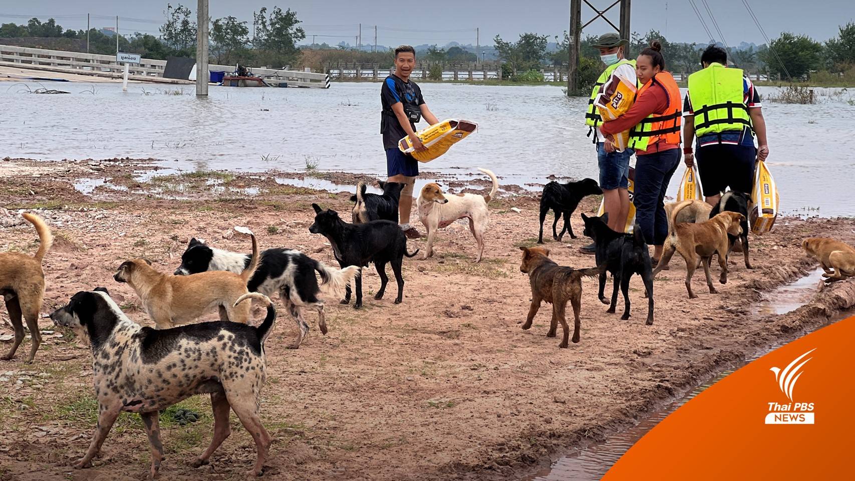 เปิดภารกิจช่วย "หมา" 300 ชีวิต ติดน้ำท่วมท่ากกแห่