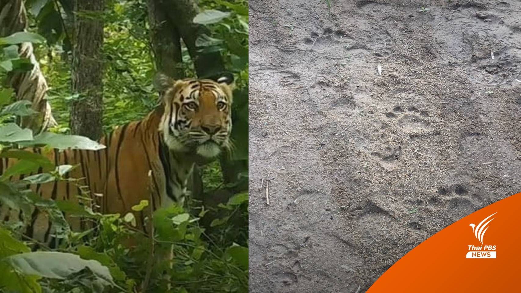 พบรอยตีน "เสือวิจิตร" เสือหนุ่มหนีเที่ยว ใกล้ขอบป่าแม่วงก์