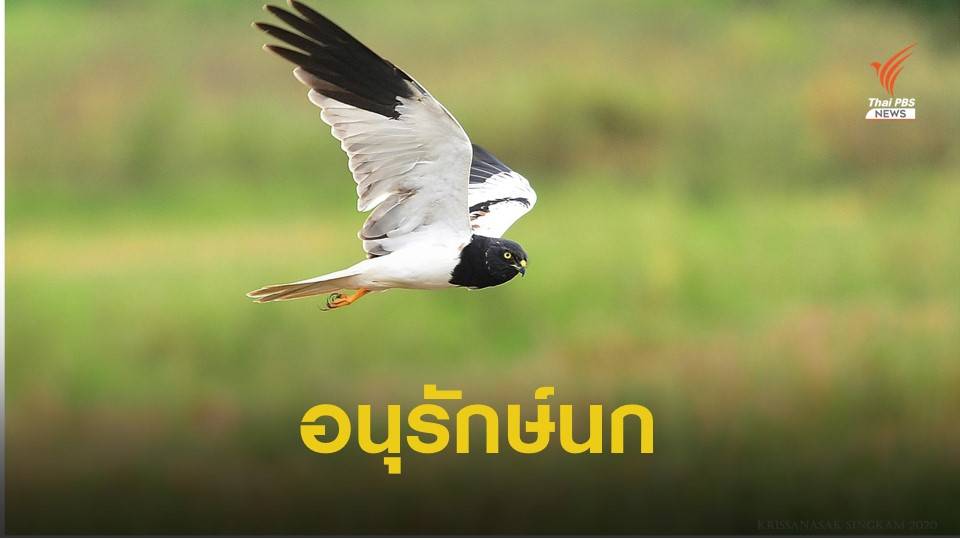 ทำไมต้องอนุรักษ์นกในธรรมชาติ?