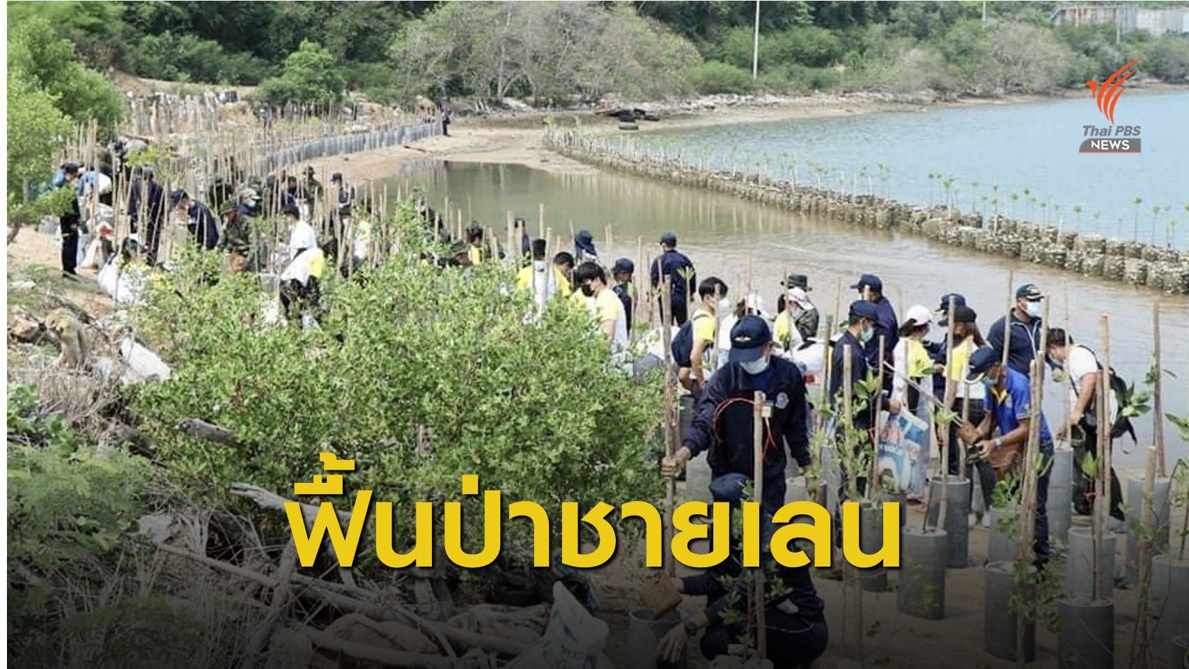 “กองทัพเรือ” ปลูกโกงกางฟื้นป่าชายเลน-ป้องกันกัดเซาะชายฝั่ง