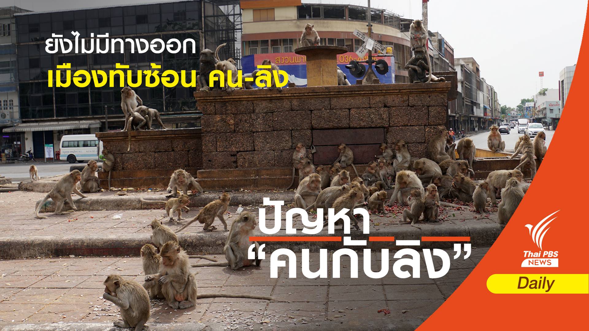 ยังไม่มีทางออกของเมืองทับซ้อน “นครคน เมืองลิง” ลพบุรี