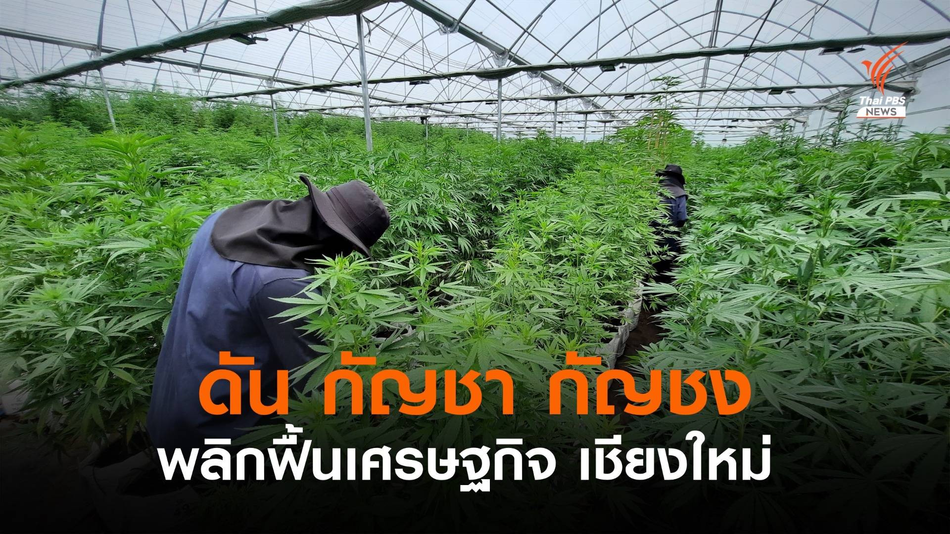 กัญชา และกัญชง ปลุกกระแสความหวัง พลิกฟื้นเศรษฐกิจ จ.เชียงใหม่