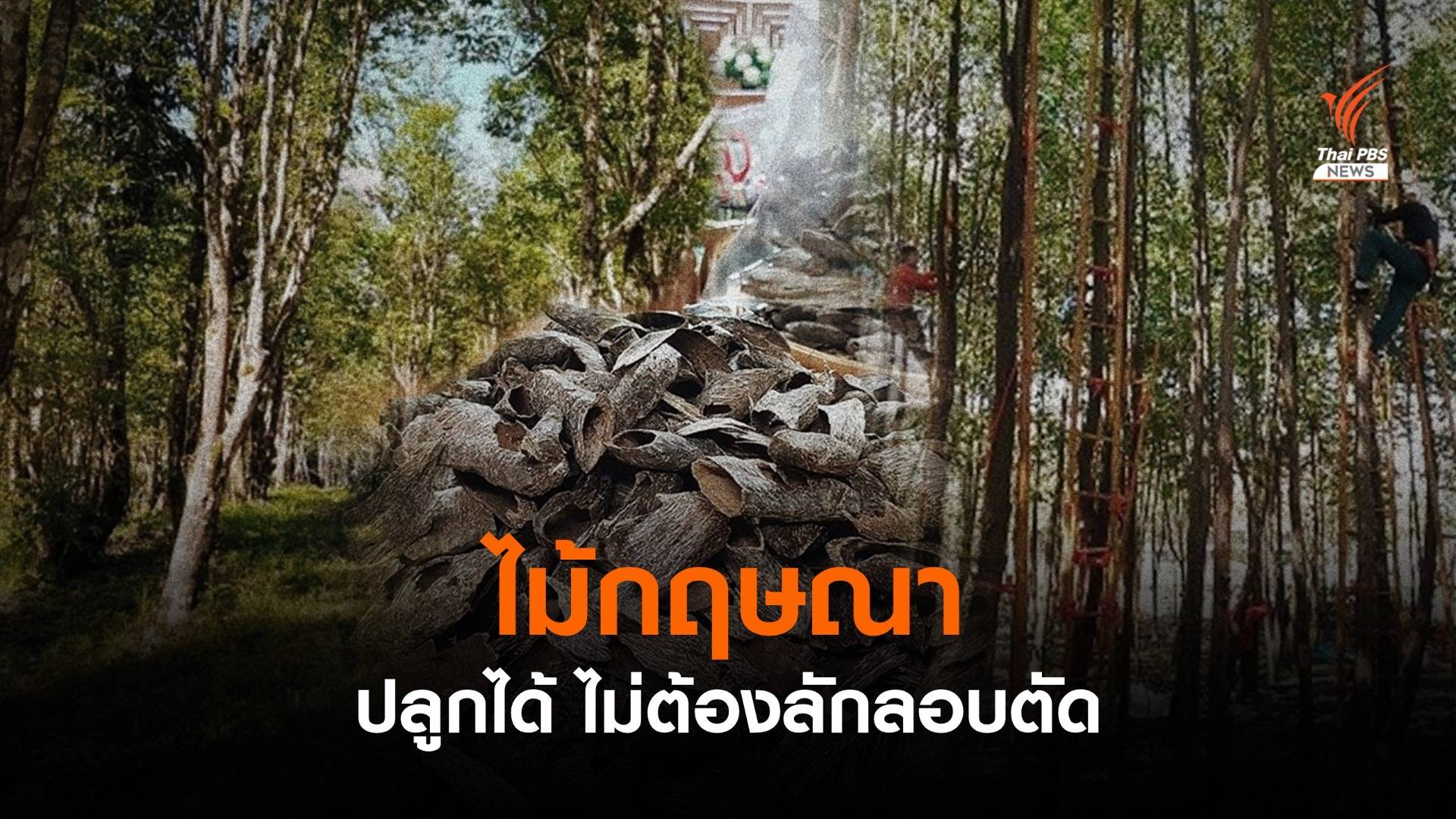 “ไม้กฤษณา” ปลูกได้ไม่ต้องลักลอบตัด ทำเงินในตลาดยุโรป-ตะวันออกกลาง