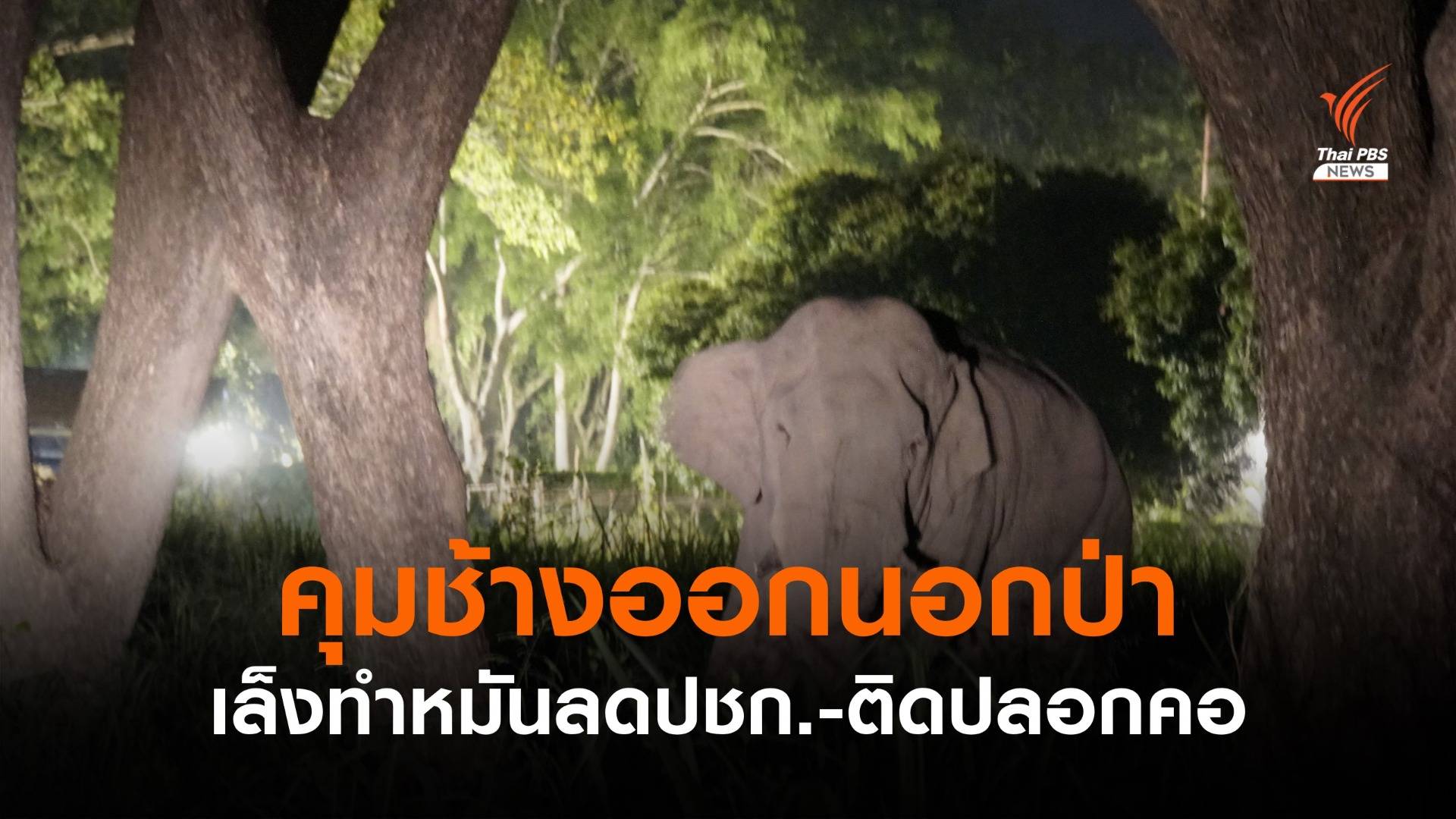 พลิกโฉมคุม "ช้างป่า" เล็งทำหมัน-ติดปลอกคอคุมเร่ร่อน