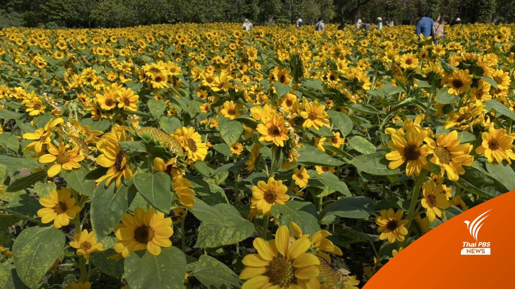 ปีใหม่ชวนคนกรุงฯ ชมทุ่งดอกไม้ทานตะวัน ที่สวนวชิรเบญจทัศ