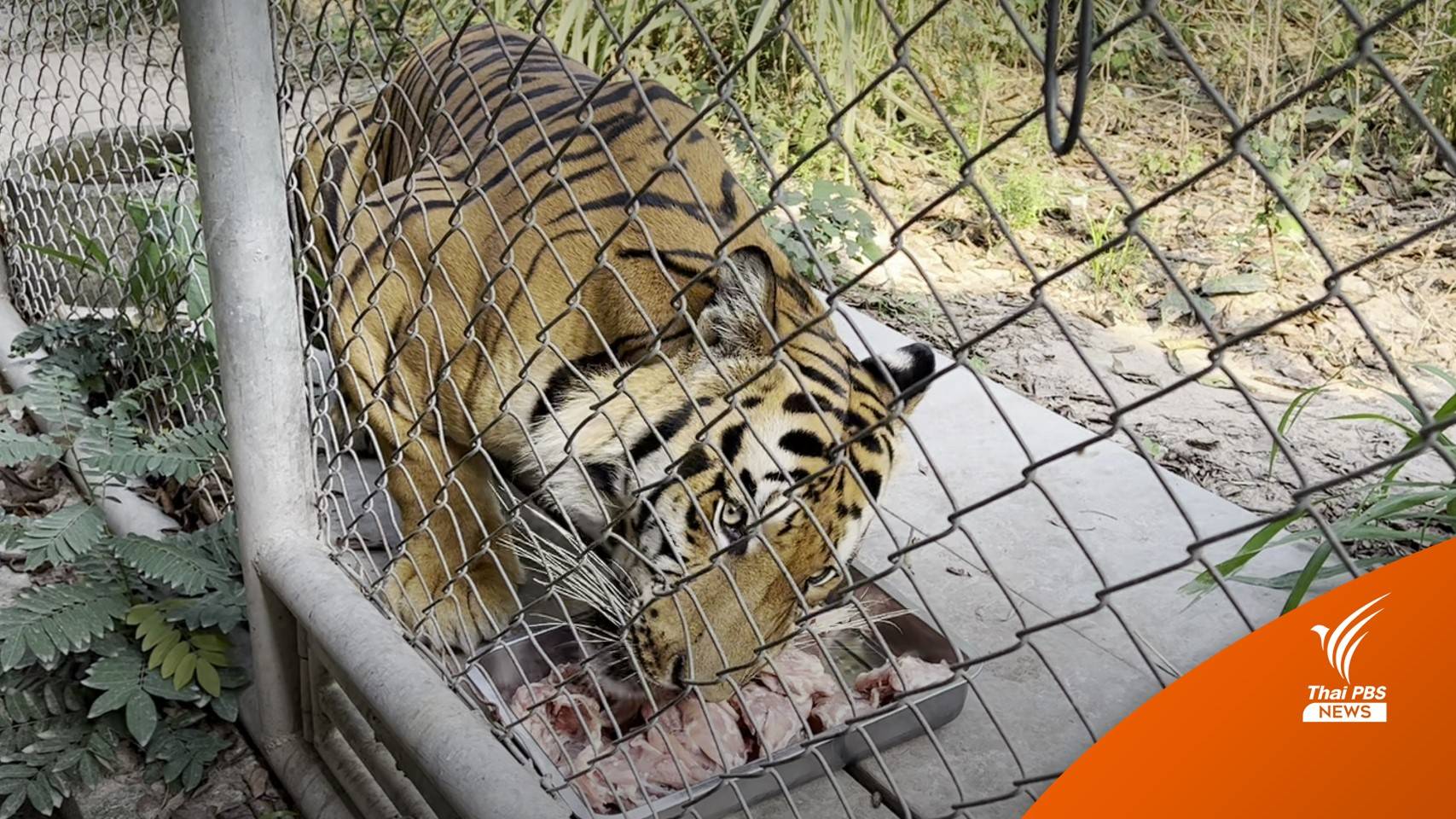 ปรับเมนูใหม่ให้ "เสือ-ลิง-หมี" สถานีเพาะเลี้ยง ถูกหั่นงบฯ 60%