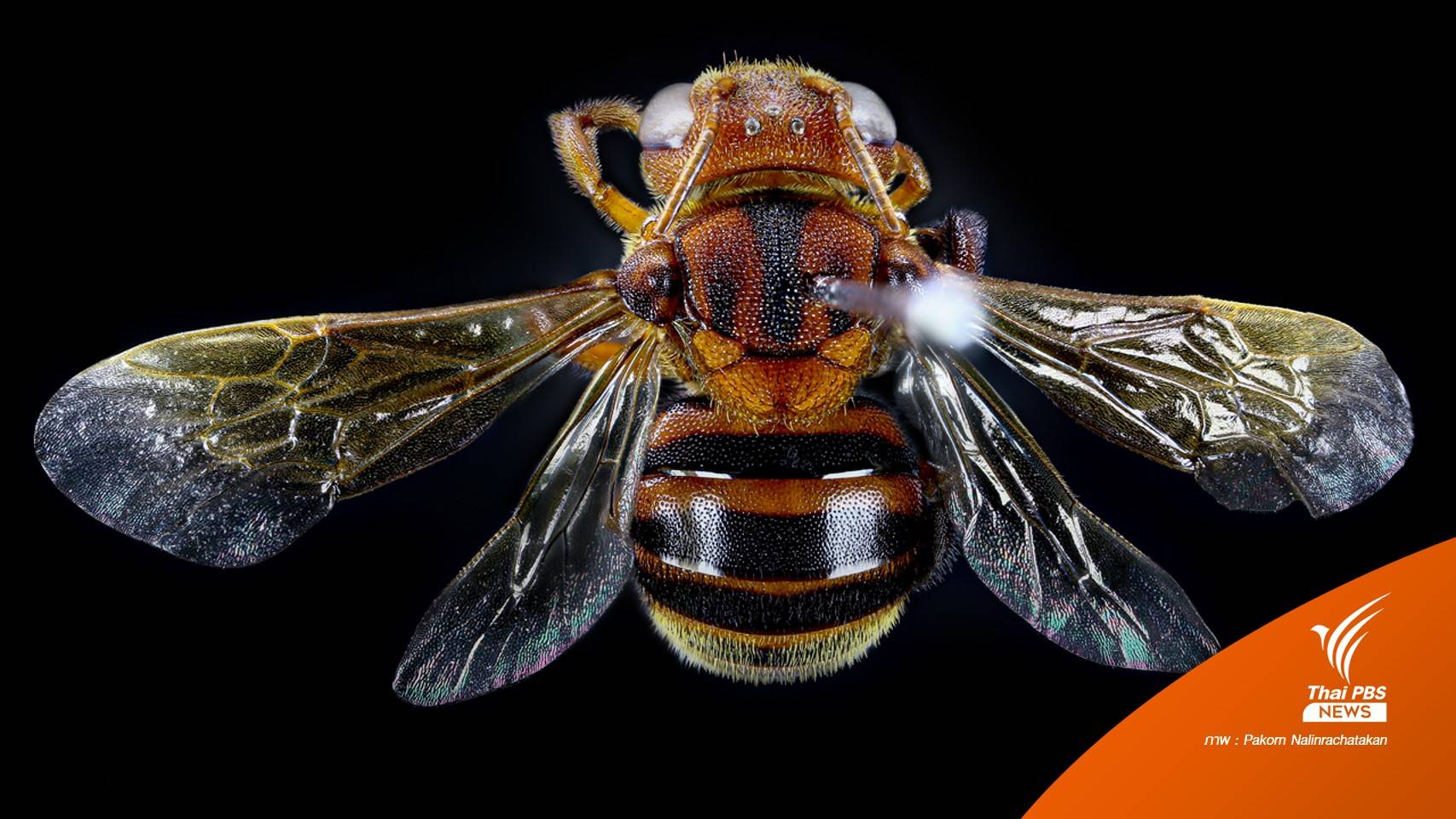 มรภ.อุบลฯ พบผึ้งชนิดใหม่ของโลก "หยาดอำพันภูจองนายอย"