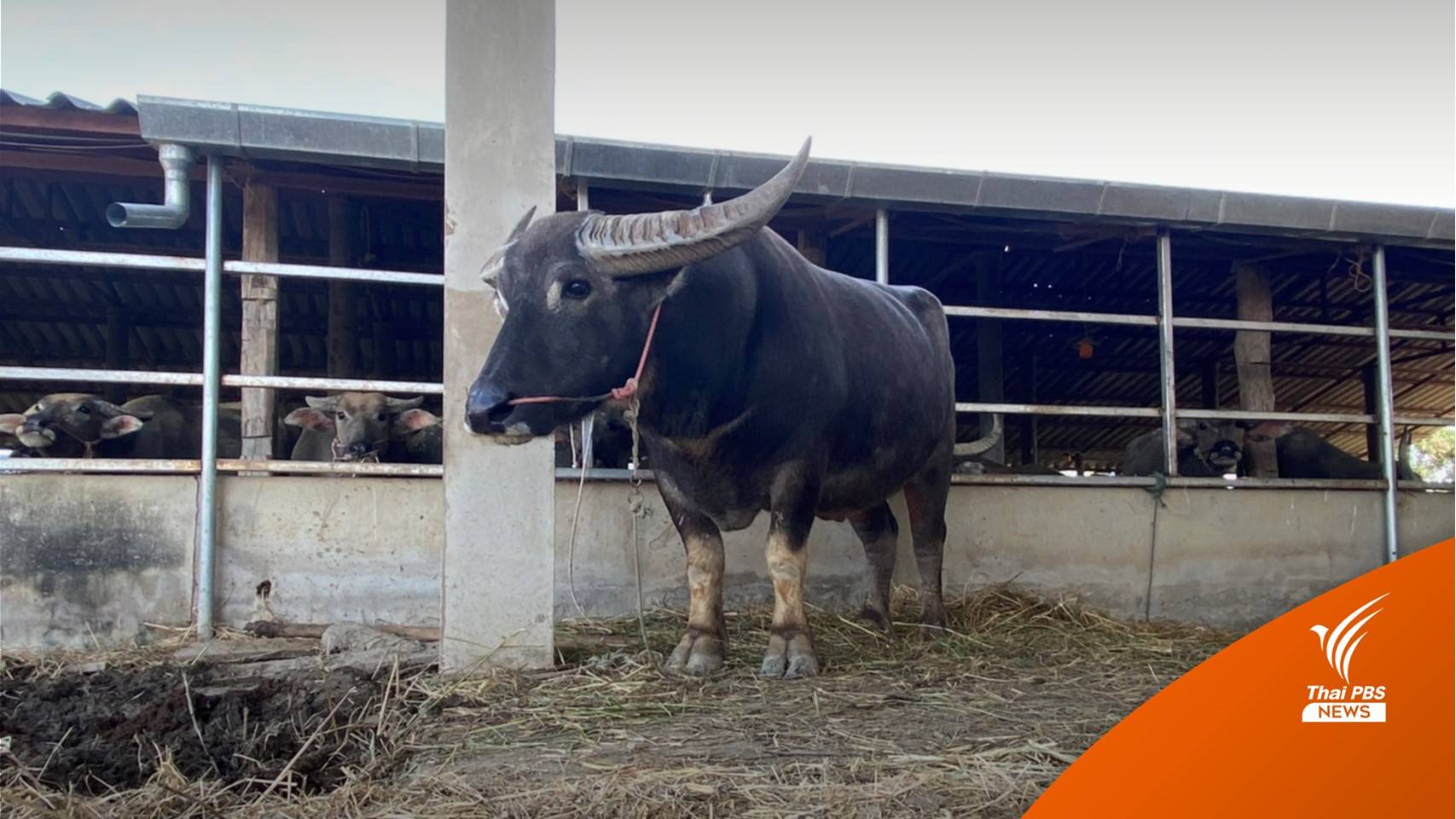 หวั่นควายสายพันธุ์ไทยแท้สูญพันธุ์สร้างศูนย์อนุรักษ์