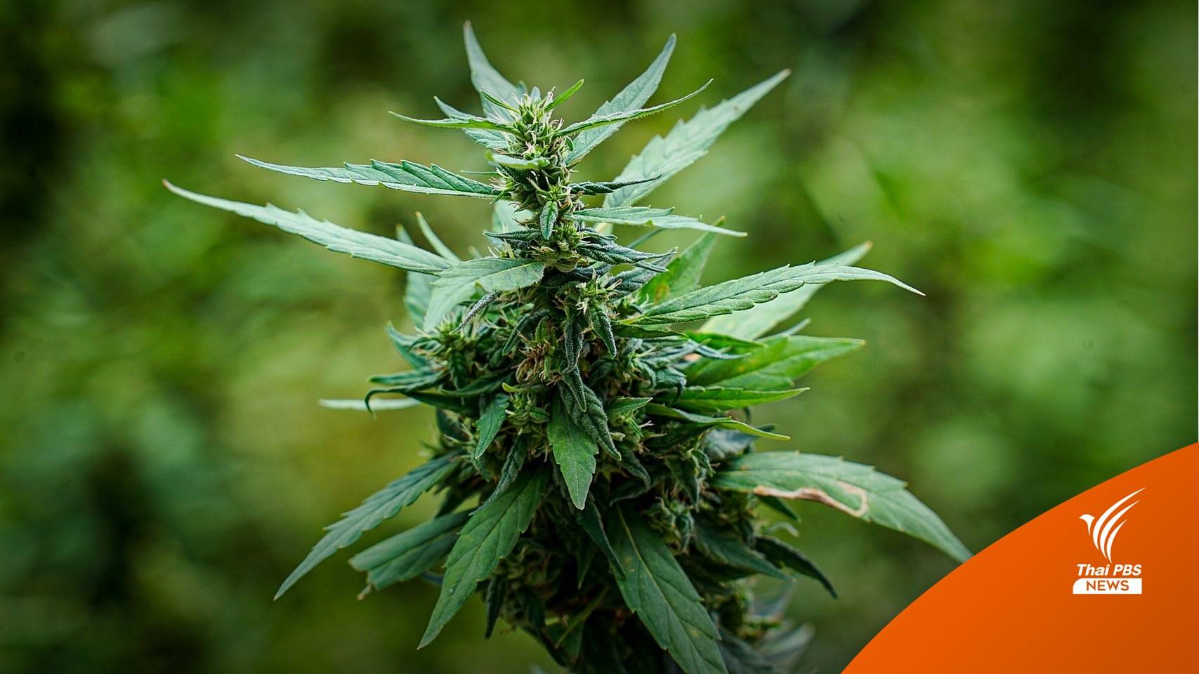 เช็กปลดล็อก "กัญชา" อะไรทำได้ไม่ได้