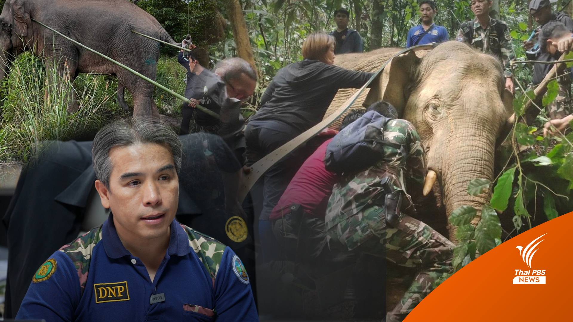 ไขปูมหลัง "เจ้าละมุด" ช้างทับลาน จำเลยทำร้ายคน