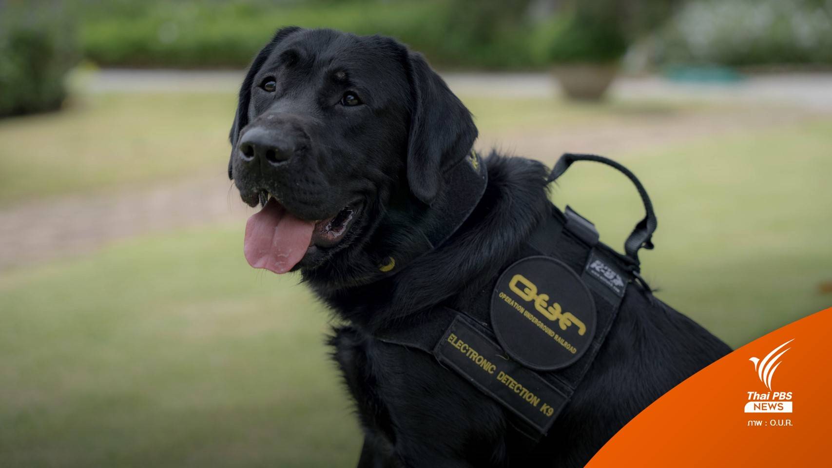 ตัวแรกในไทย "ฮิดู" ESD K9 กับภารกิจค้นหลักฐานคดีค้ามนุษย์