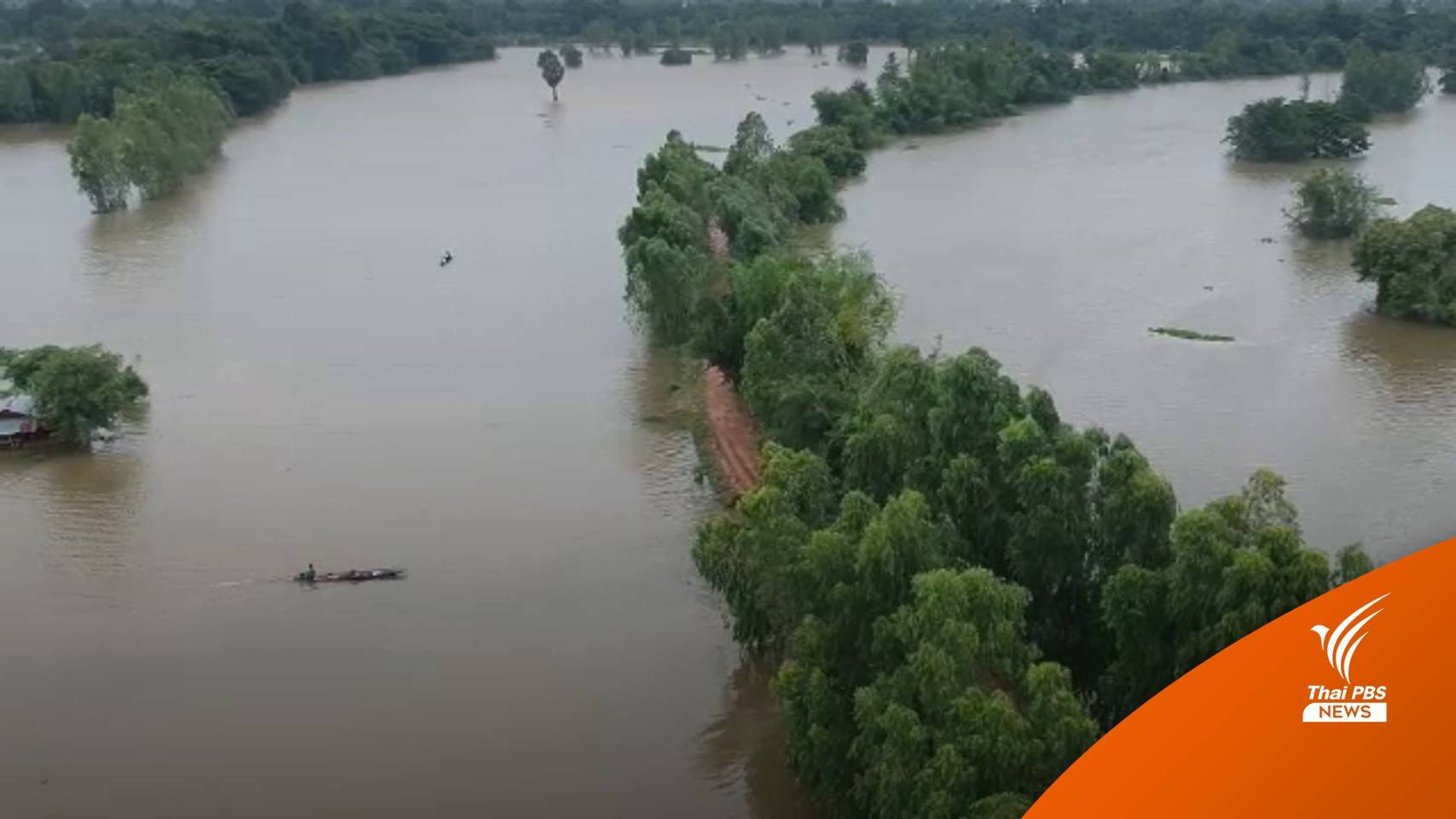 พนังกั้นแม่น้ำชีขาดน้ำท่วมนาข้าว จ.มหาสารคาม กว่า 1 พันไร่