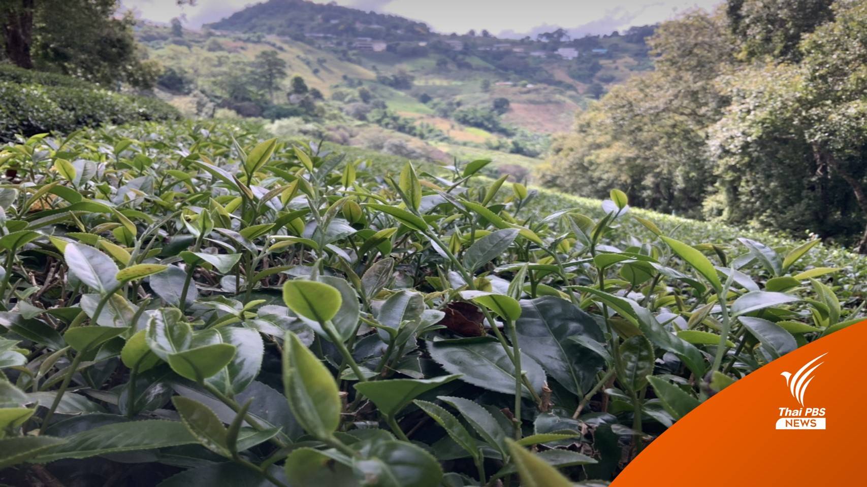 ชาดอยแม่สลอง คว้ารางวัล Grand Gold price ที่ญี่ปุ่น