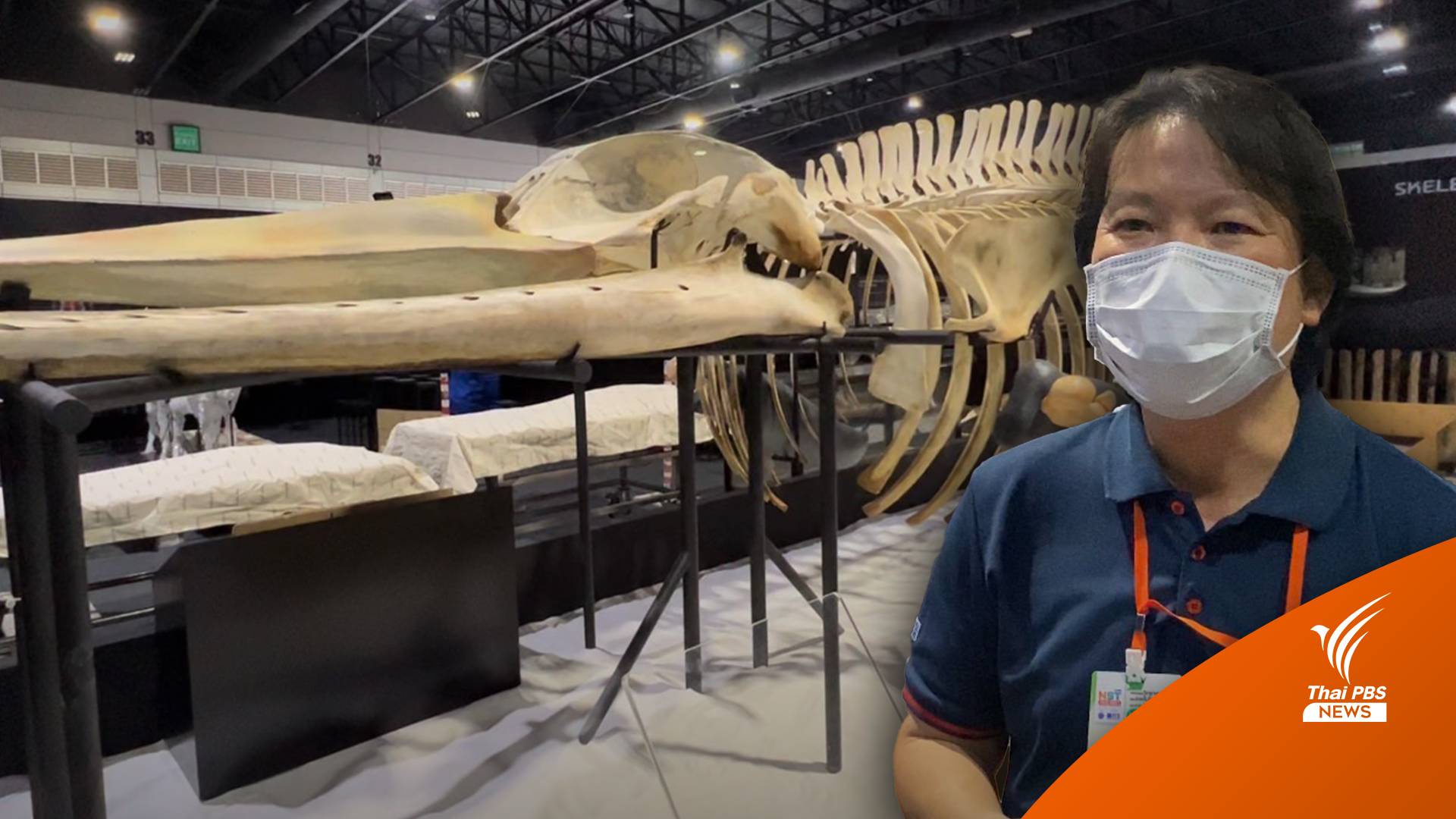 ฟังนักโบราณคดีไขคำตอบร่องรอยโรคจาก “กระดูกวาฬบรูด้า”
