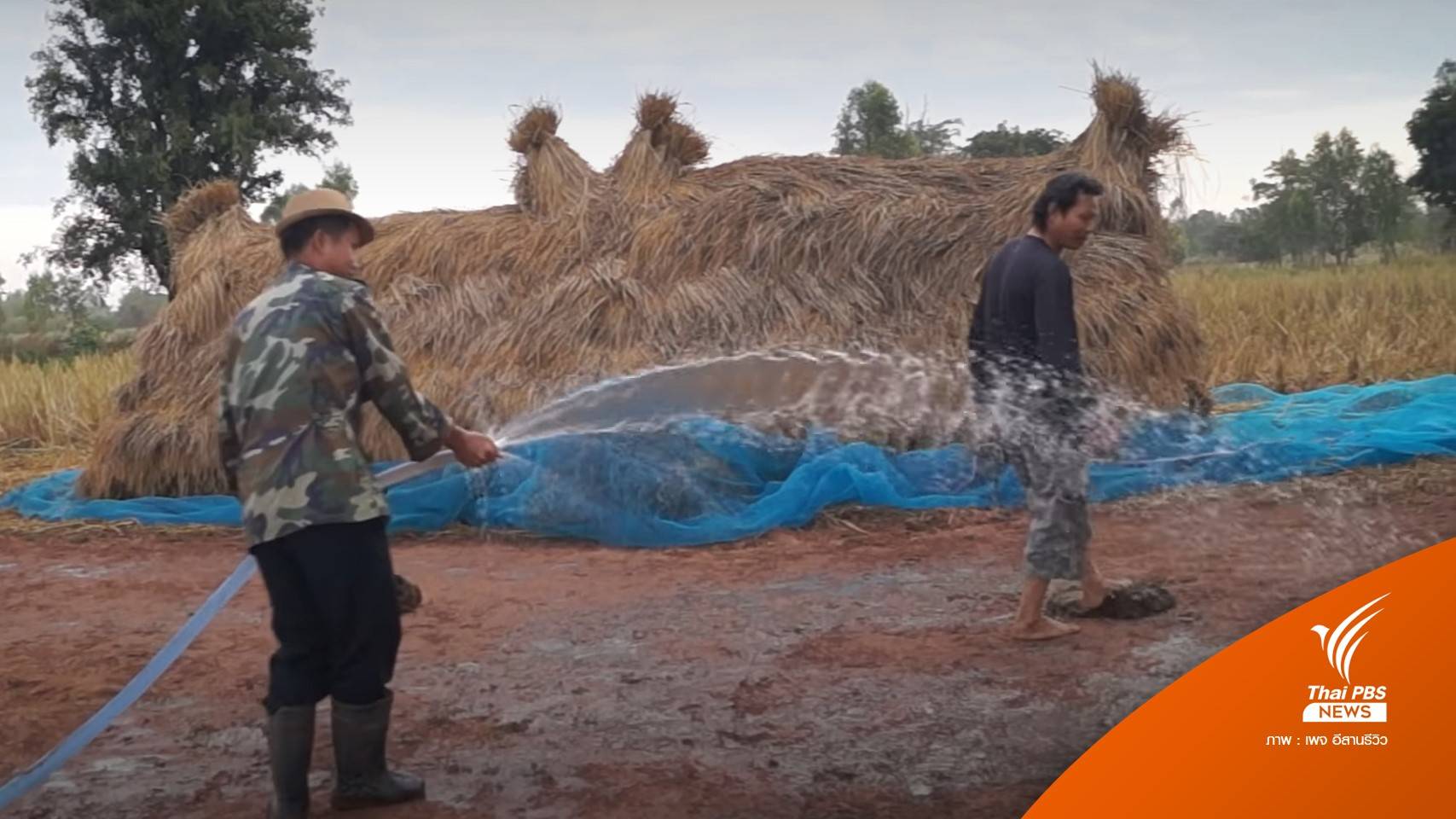พ่อใหญ่แนะ "ลานขี้ควาย" ภูมิปัญญาชาวนาใช้ "ตากข้าว"