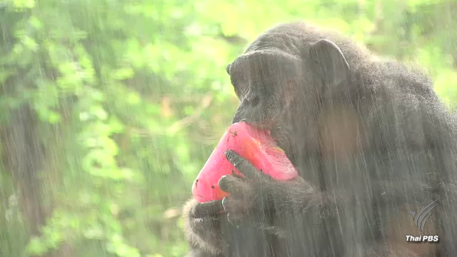 สวนสัตว์ดุสิต จัด “ผลไม้แช่แข็ง-น้ำหวาน” ให้สัตว์คลายร้อน