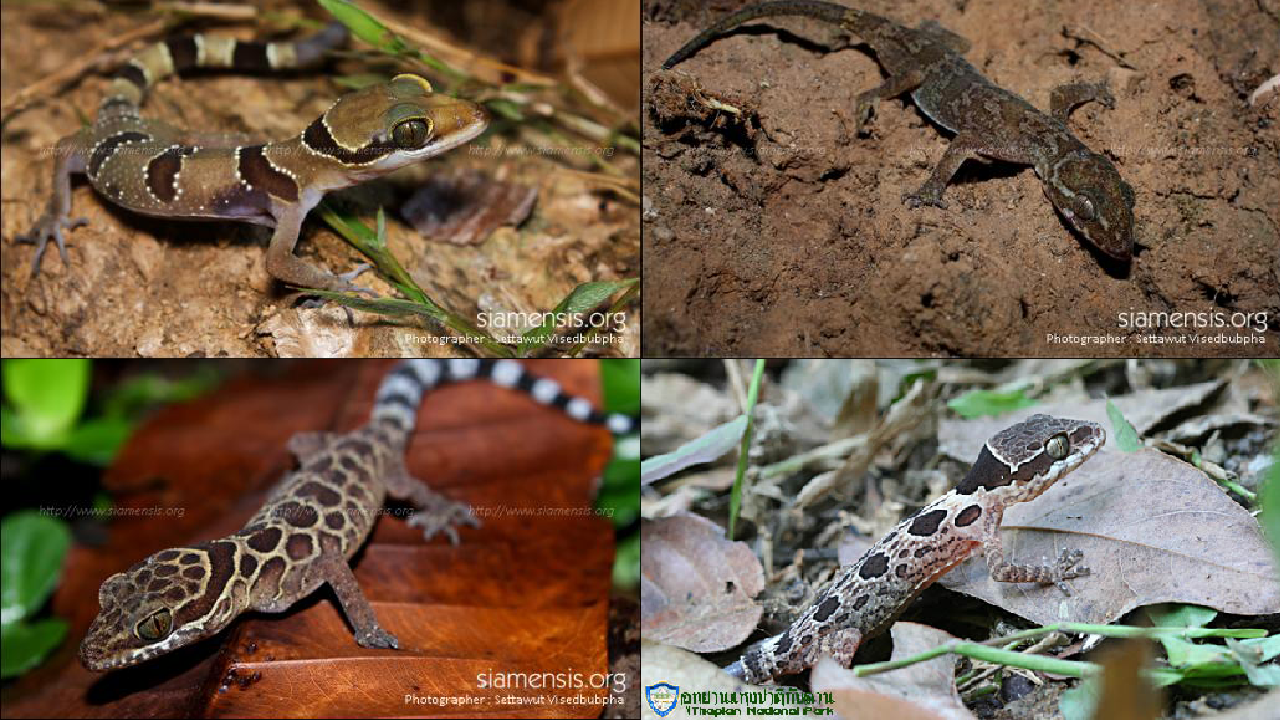 เผยโฉมหน้า “ตุ๊กแก” สัตว์ป่าคุ้มครองของไทย