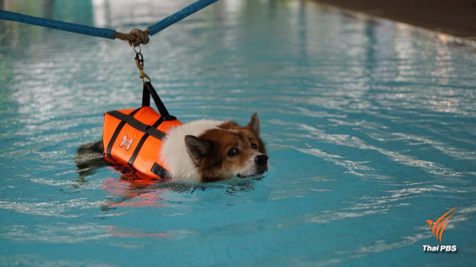 “สระสุวรรณชาด” น้ำพระราชหฤทัยในหลวงรัชกาลที่ 9 ช่วยสุนัขพ้นเจ็บ