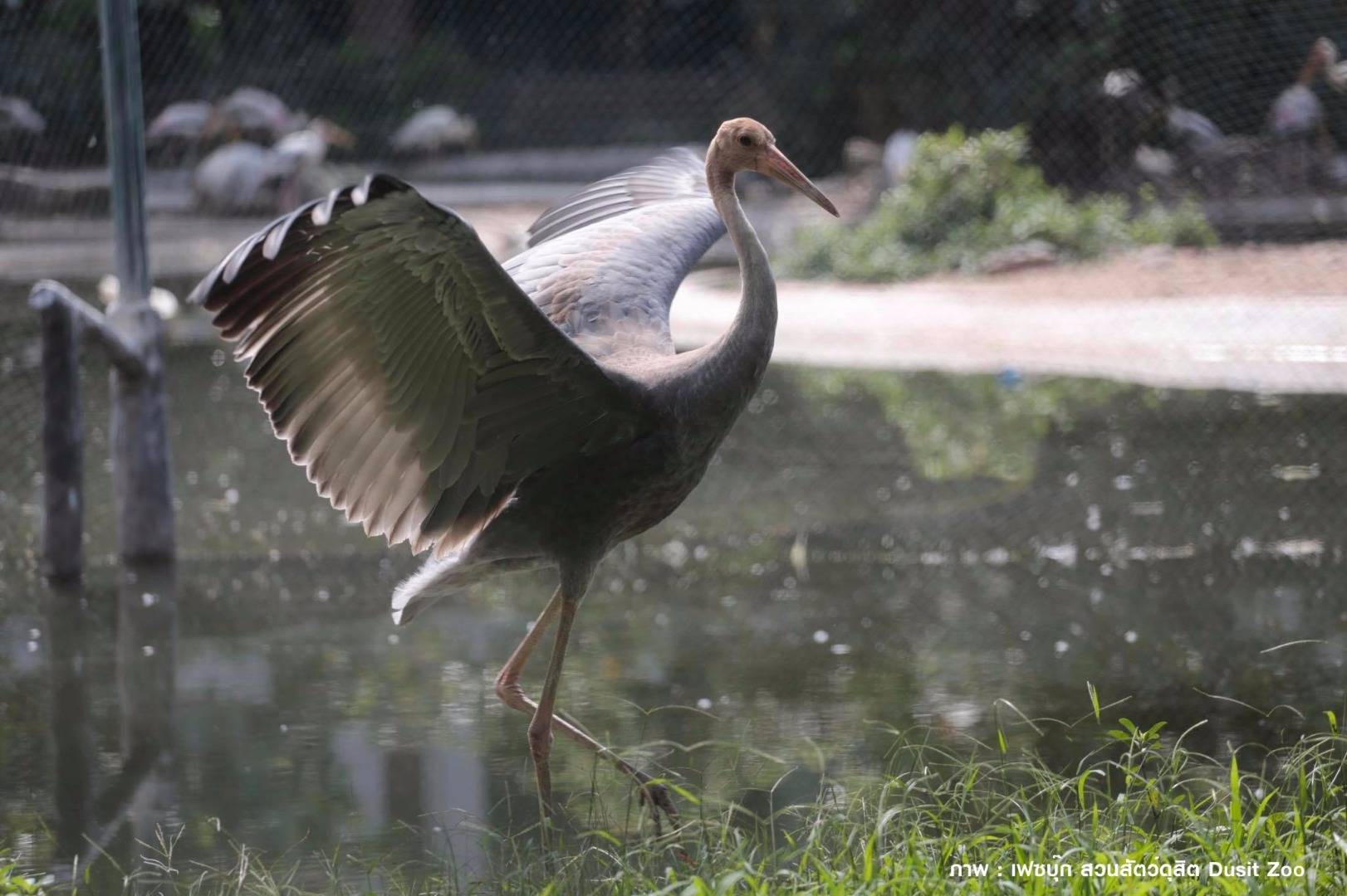 เปิดภาพ ลูก “นกกระเรียน” พันธุ์ไทย สมาชิกใหม่ของสวนสัตว์ดุสิต 