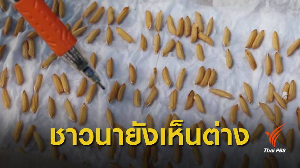 สะท้อนเสียงชาวนา ต่อ "พ.ร.บ.พันธุ์ข้าว"