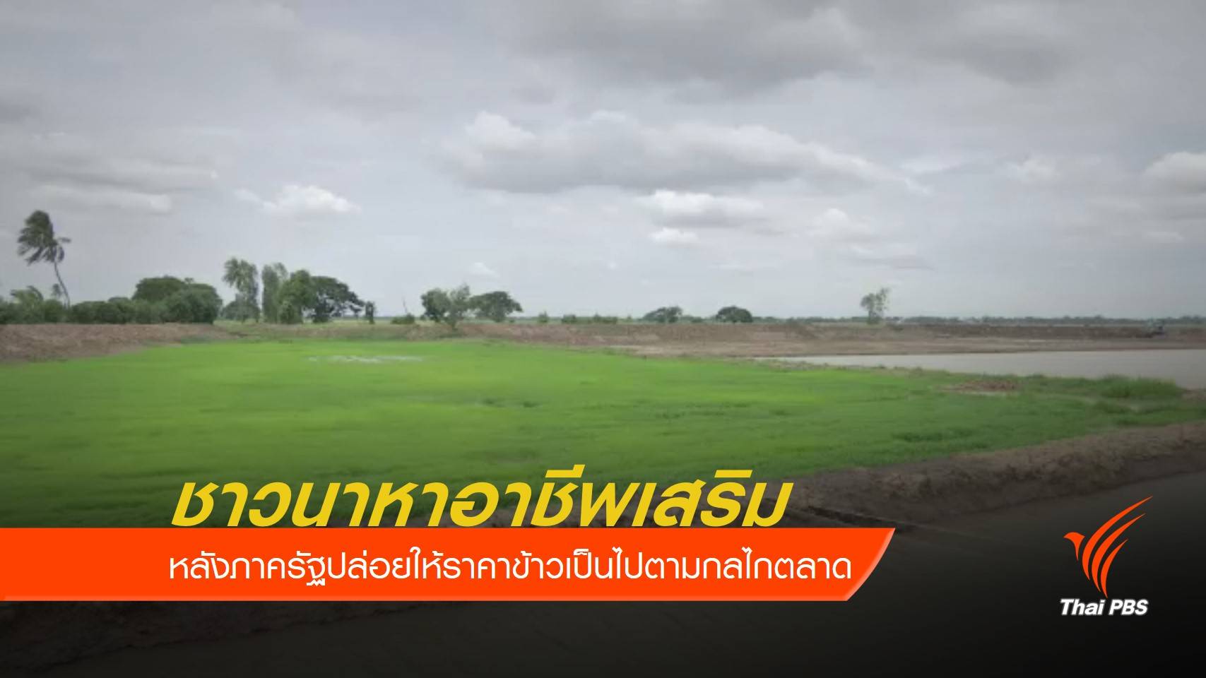ชาวนาเร่งปรับตัว หลังไร้โครงการรับจำนำข้าว