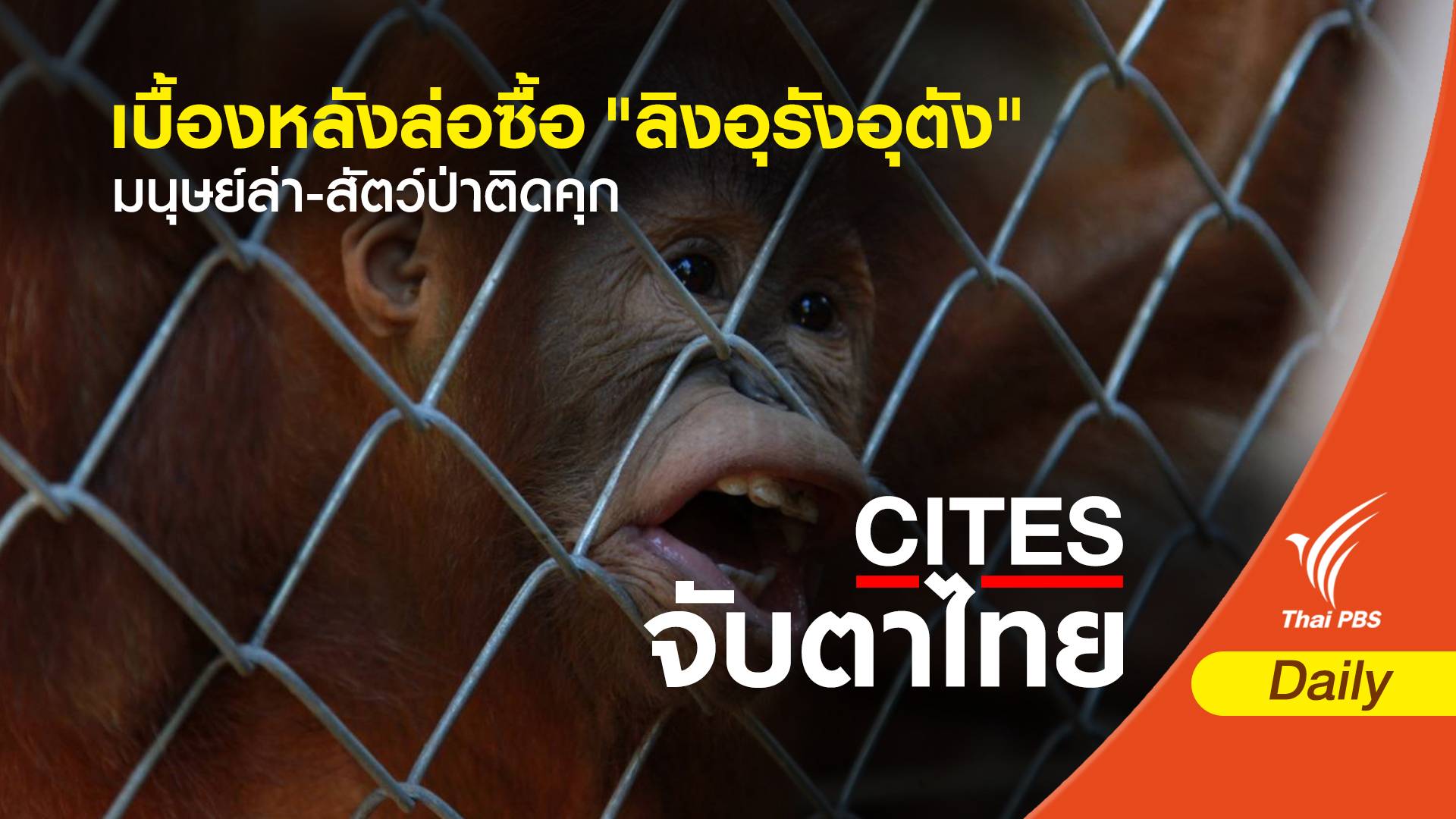 เบื้องหลังล่อซื้อ "ลิงอุรังอุตัง" มนุษย์ล่า-สัตว์ป่าติดคุก