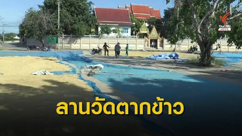 พระเปิดลานวัดให้ชาวนาตากข้าว แทนตากบนถนน หวังลดอุบัติเหตุ