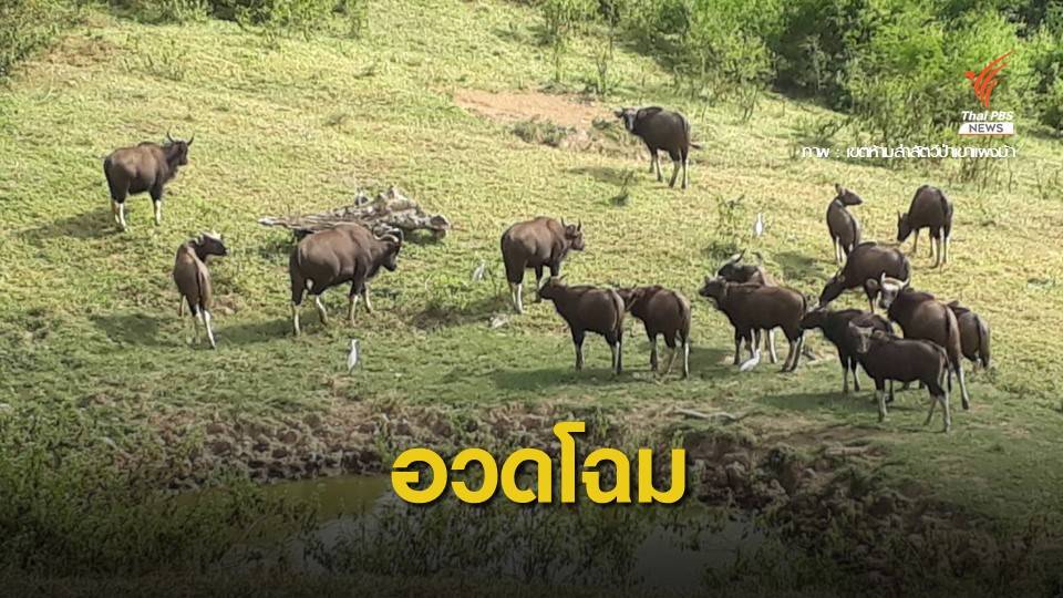 "กระทิง" เขาแผงม้าเพิ่มเกือบ 300 ตัว  เล็งผลักดันกลับเขาใหญ่
