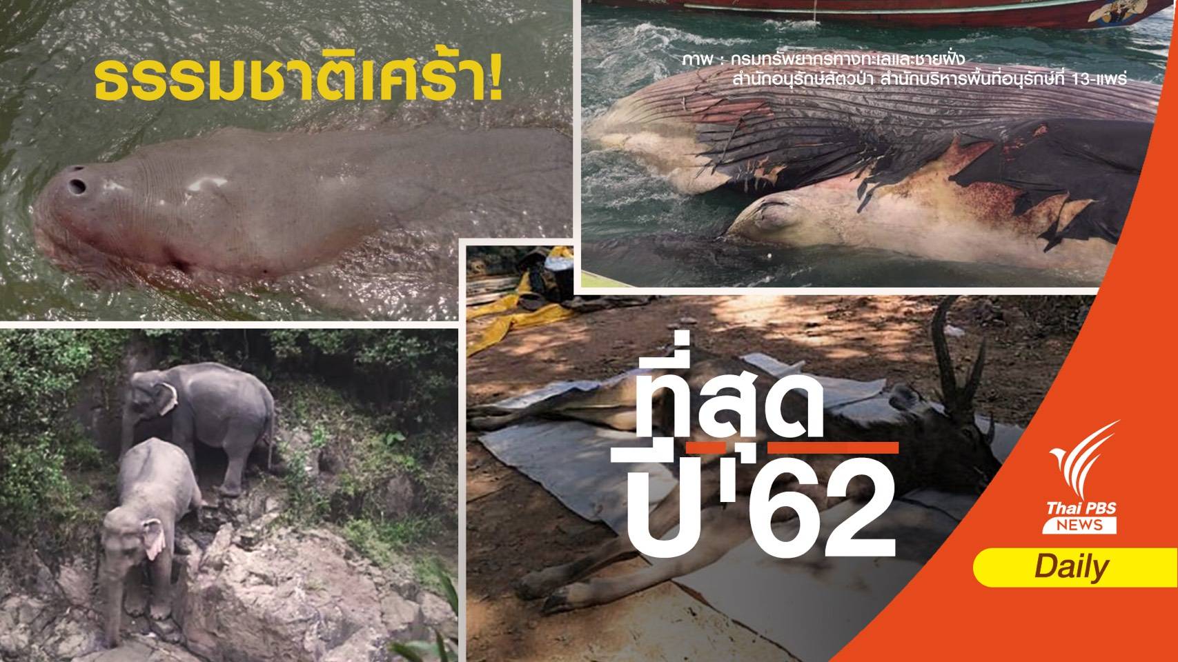 “วาฬ-ช้าง-เต่า-พะยูน” สูญนับร้อยชีวิต