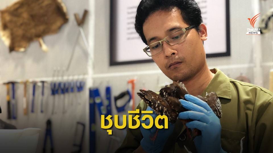 "นักสตัฟฟ์" ผู้ชุบชีวิตสัตว์ช่วยผู้คนใกล้ชิดธรรมชาติ