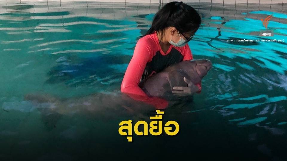 "ยามีล” ลูกพะยูนตายแล้วช็อก-หัวใจหยุดเต้นหลังดูแล 53 วัน