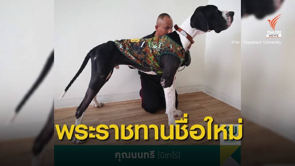 ในหลวง พระราชทานชื่อใหม่ "13 สุนัขเกรทเดน" เป็นดอกไม้ไทย