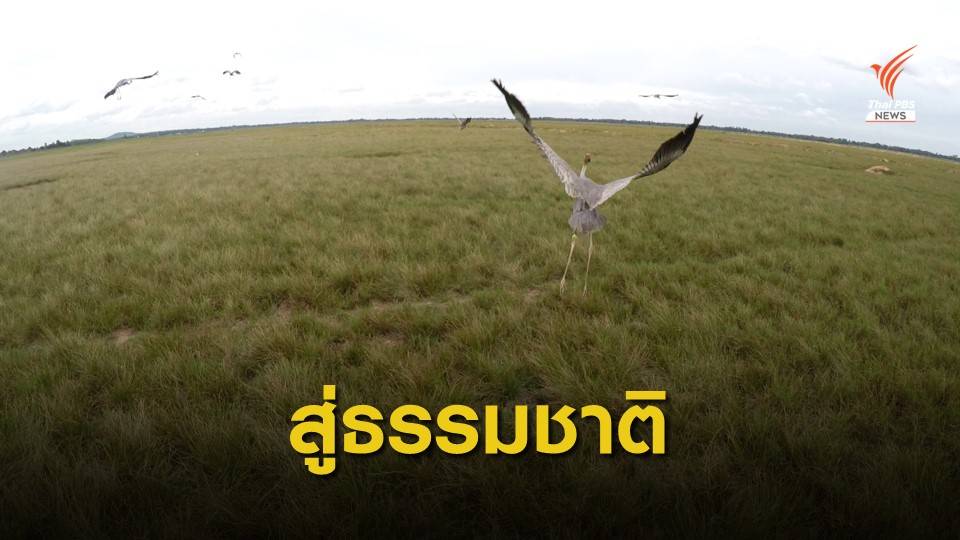 เปิดแหล่งเรียนรู้ "นกกระเรียนพันธุ์ไทย" ท่องเที่ยวเชิงนิเวศ