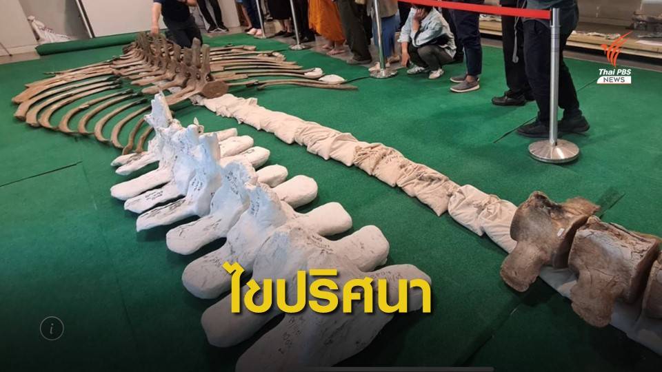 127 ชิ้นฟอสซิล “วาฬอำแพง” ช่วยไขคำตอบรอยอดีต