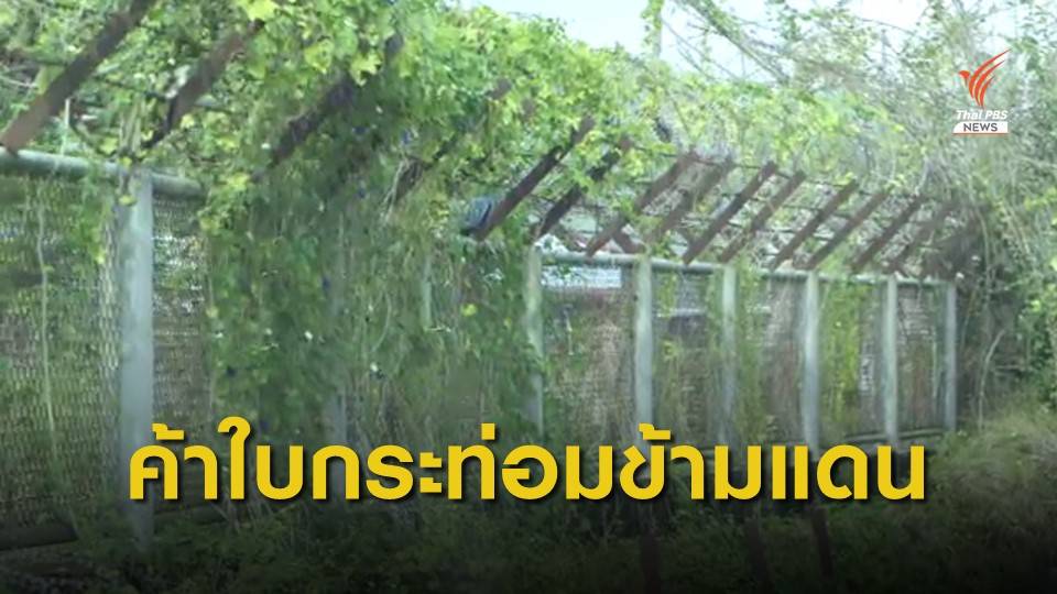 THE EXIT : ค้าใบกระท่อมข้ามแดน ตอน 2