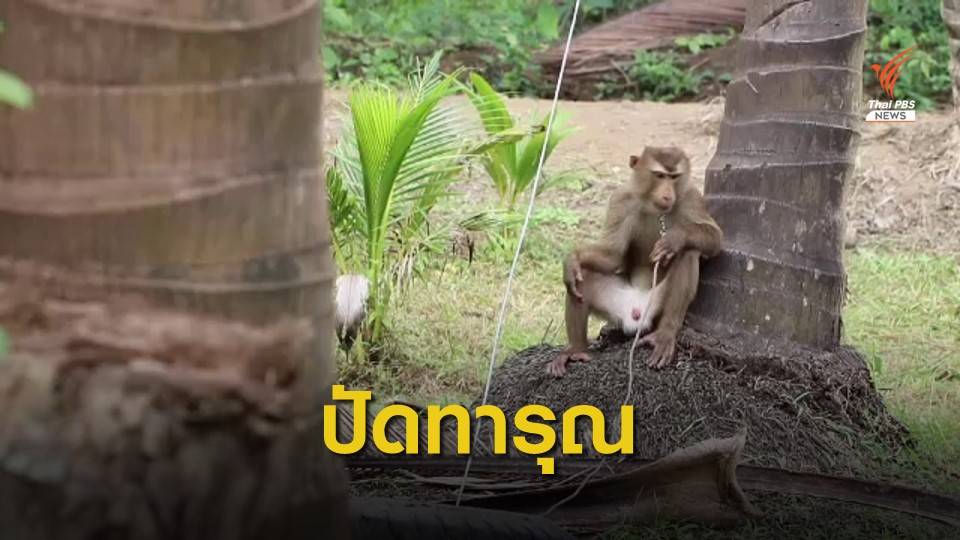 เร่งชี้แจงแบนมะพร้าวไทยใช้ลิงเก็บมะพร้าว 