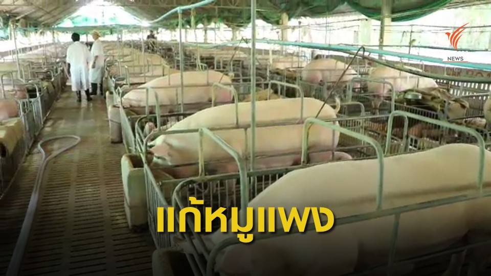 ผู้ค้าเสนอคุมราคาโรงชำแหละแก้ปัญหาหมูแพง