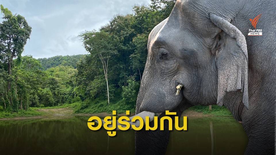 วัด-ชุมชนร่วมสร้างแหล่งน้ำ ลดขัดแย้ง "ชาวบ้าน-ช้าง" จ.กาญจนบุรี