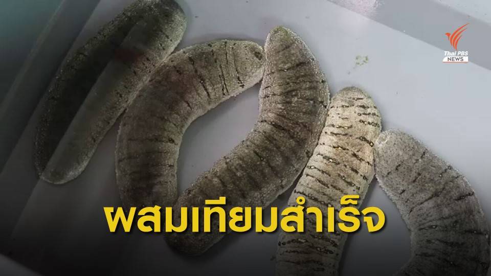 "ตรัง" ผสมเทียมปลิงทะเลขาวสำเร็จ เจ้าแรกของไทย