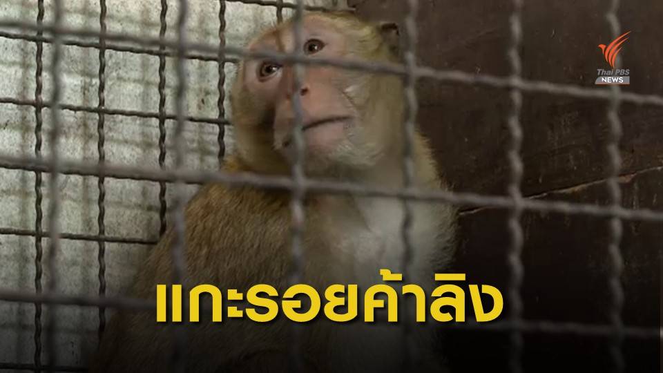 THE EXIT : แกะรอยค้าลิงข้ามชาติ จ.สุพรรณบุรี ตอน 1