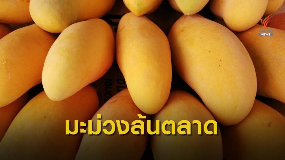 มะม่วงมหาชนก ค้างสวนกว่า 5,000 ไร่
