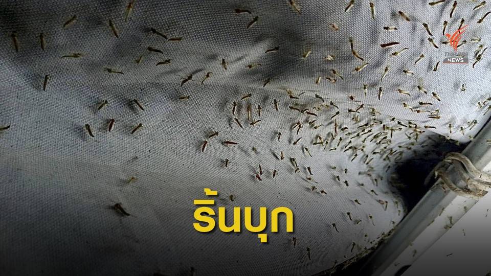 ริ้นน้ำจืดนับพันตัวบุกชุมชนเกาะกลางริมน้ำ เขตคลองเตย  กทม.