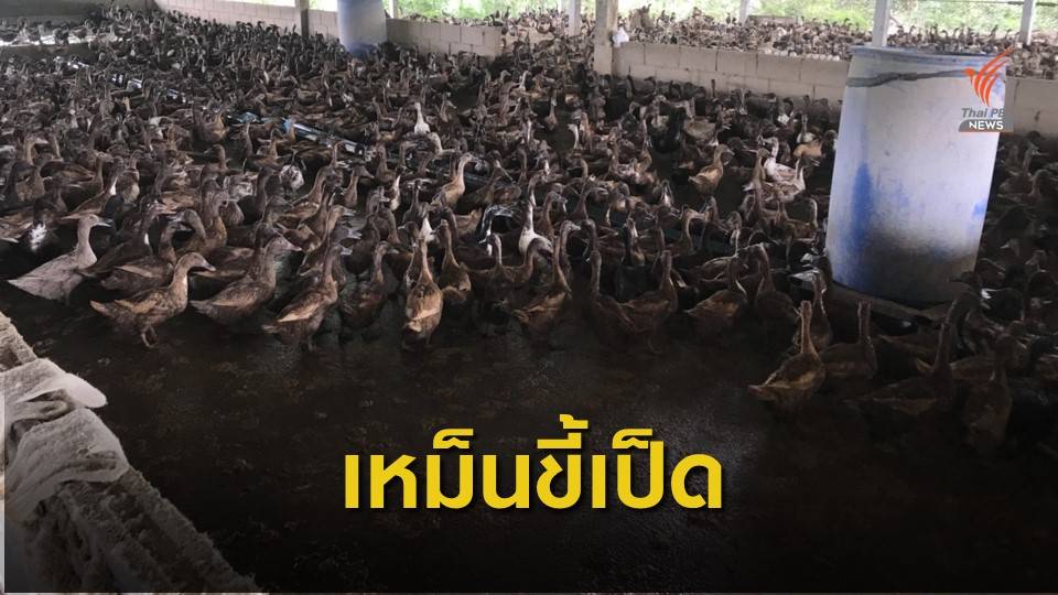 ชาวบ้านทนเหม็นกลิ่นขี้เป็ดฟาร์มใกล้ชุมชนนานกว่า 4 ปี จ.พิจิตร