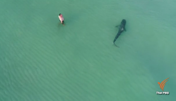 ฉลามว่ายเฉียดคนที่ชายหาดในสหรัฐฯ
