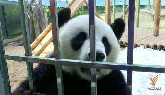 แพนด้า "จิน หู" ดาวเด่นช่างพูดในสวนสัตว์จีน